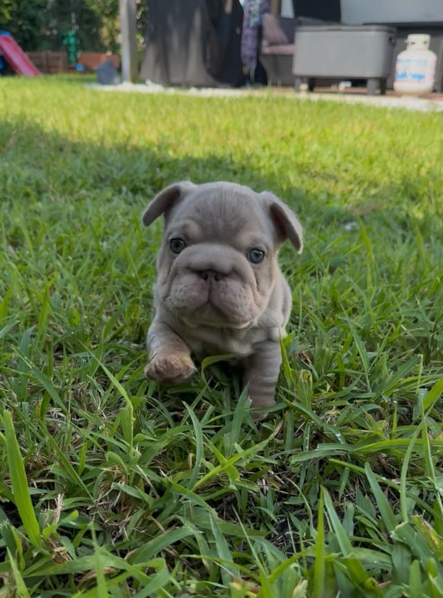 French bulldog puppies fluffy media 8