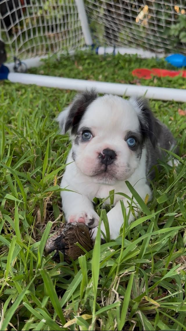 French bulldog puppies fluffy media 6
