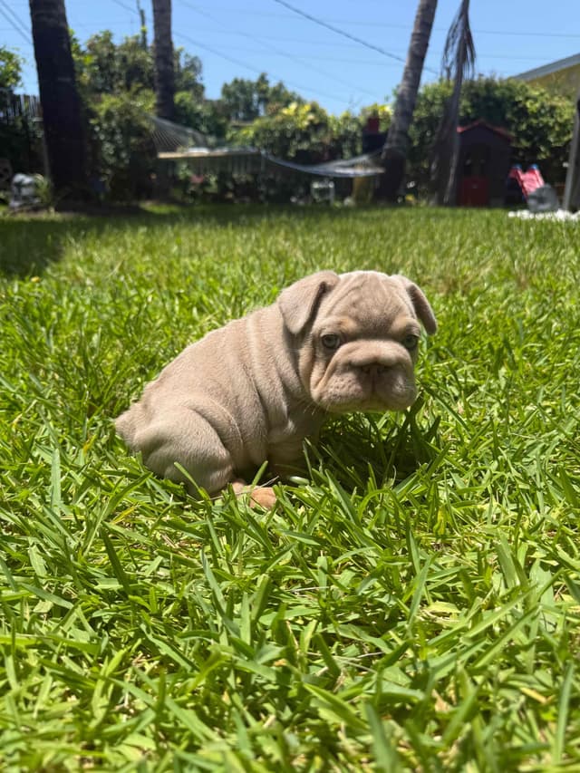 French bulldog puppies fluffy media 10