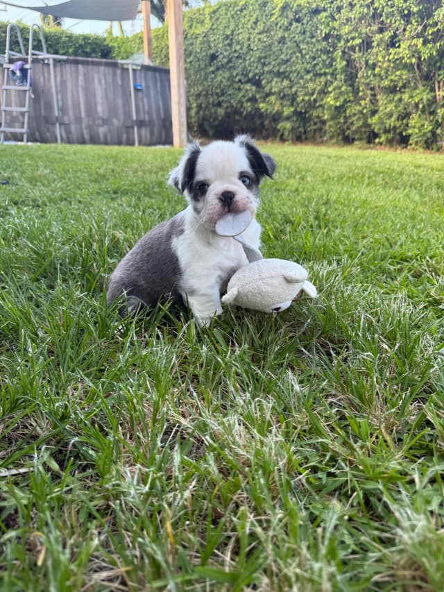 French bulldog puppies fluffy media 7