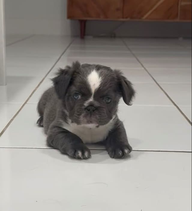 French bulldog puppies fluffy media 13