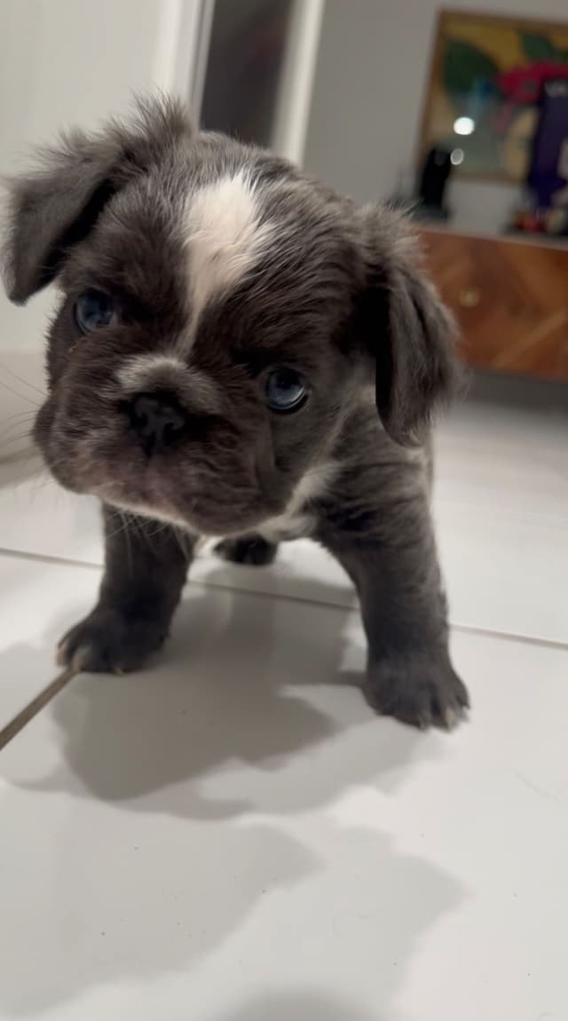 French bulldog puppies fluffy media 14