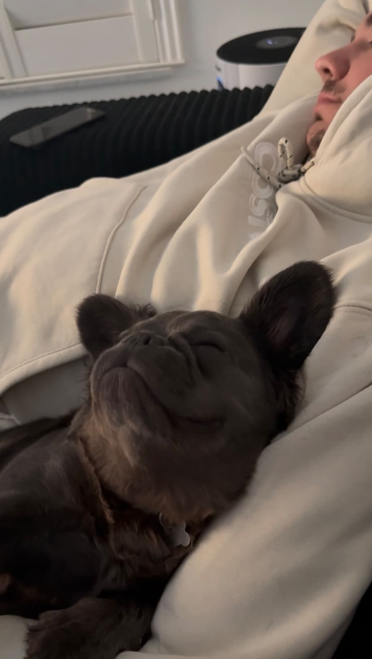 French bulldog puppies fluffy breeder image 3