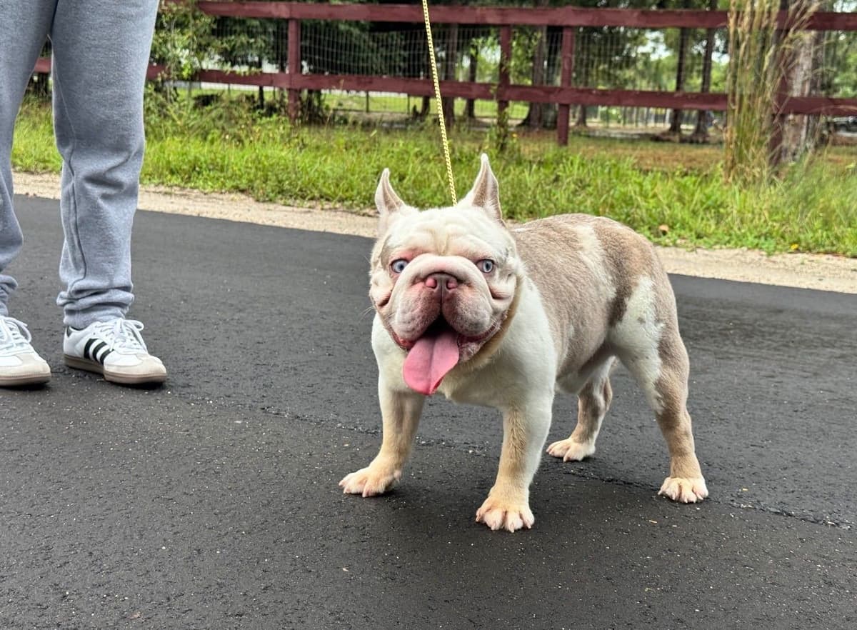 French bulldog puppies fluffy breeder image 2