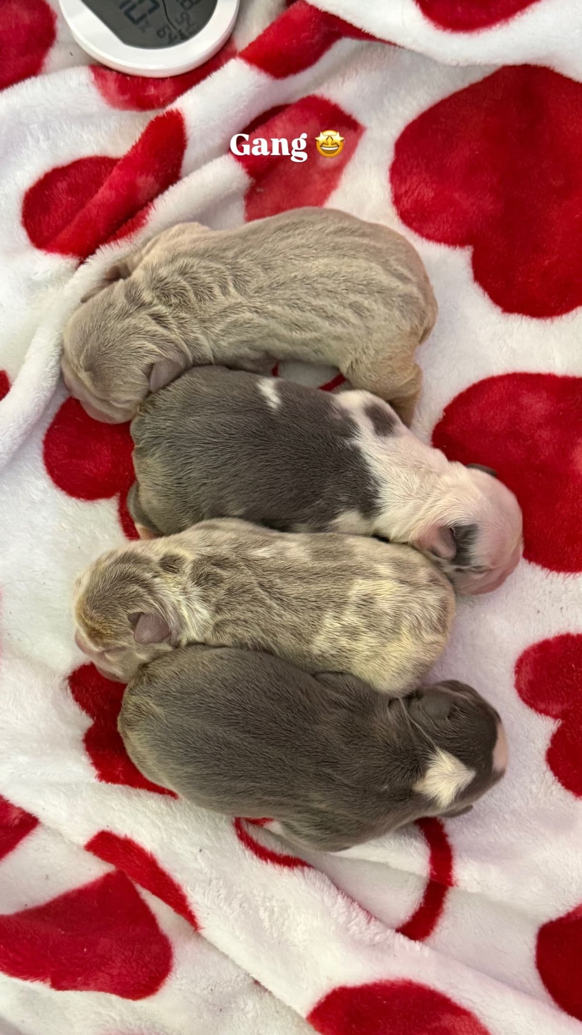 French bulldog puppies fluffy breeder image 4