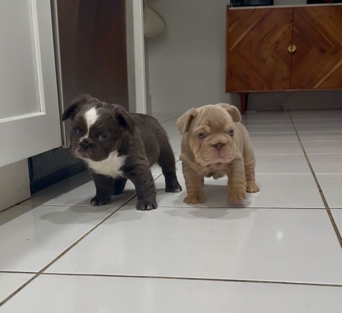 French bulldog puppies fluffy breeder image 6