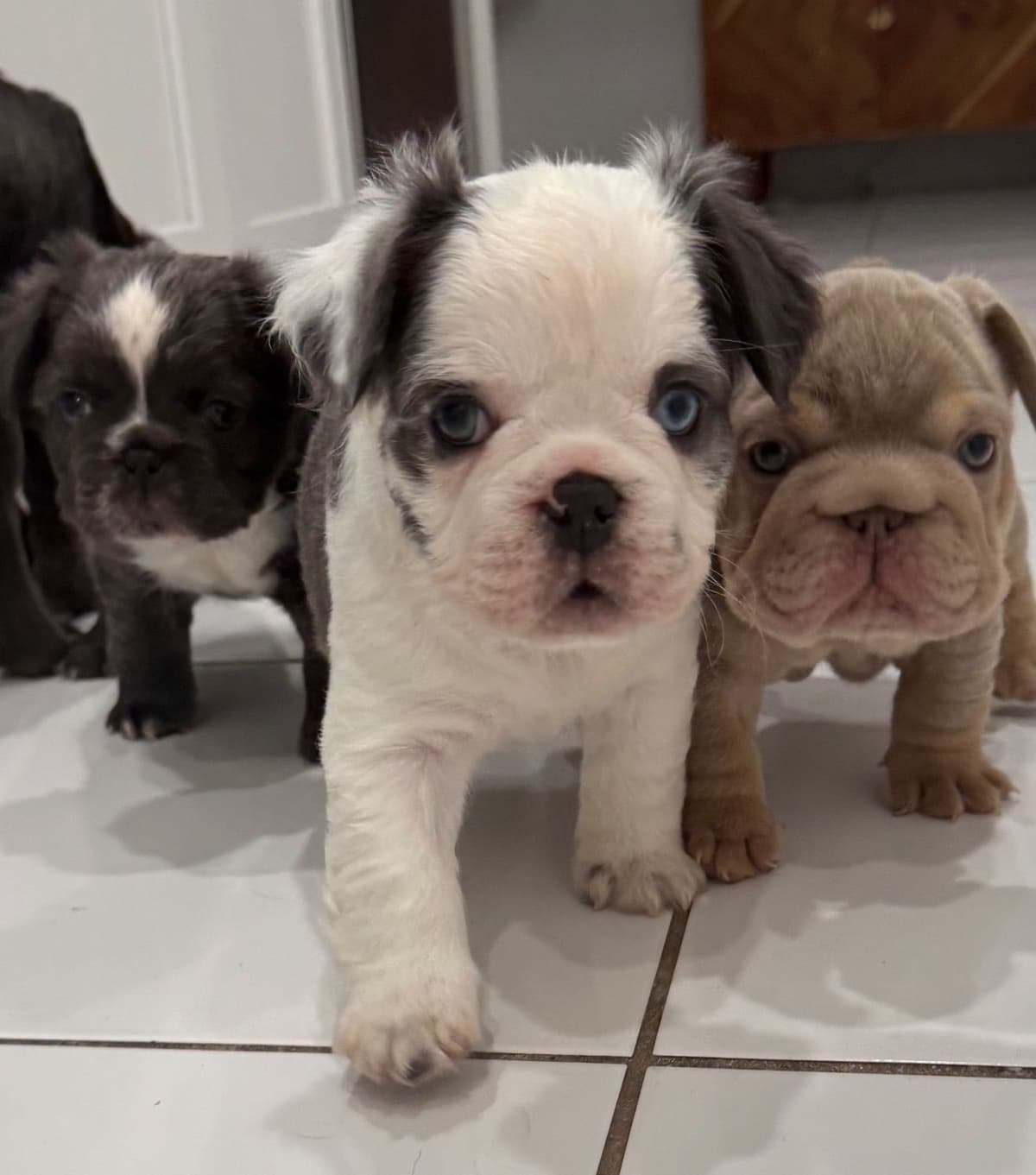 French bulldog puppies fluffy breeder image 7
