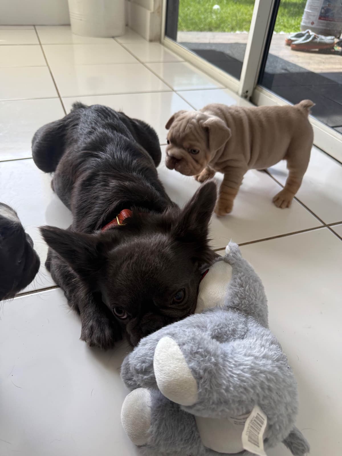 French bulldog puppies fluffy breeder image 8