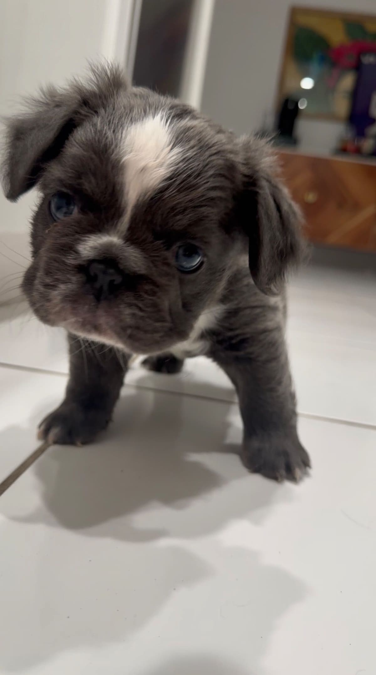 French bulldog puppies fluffy breeder image 9
