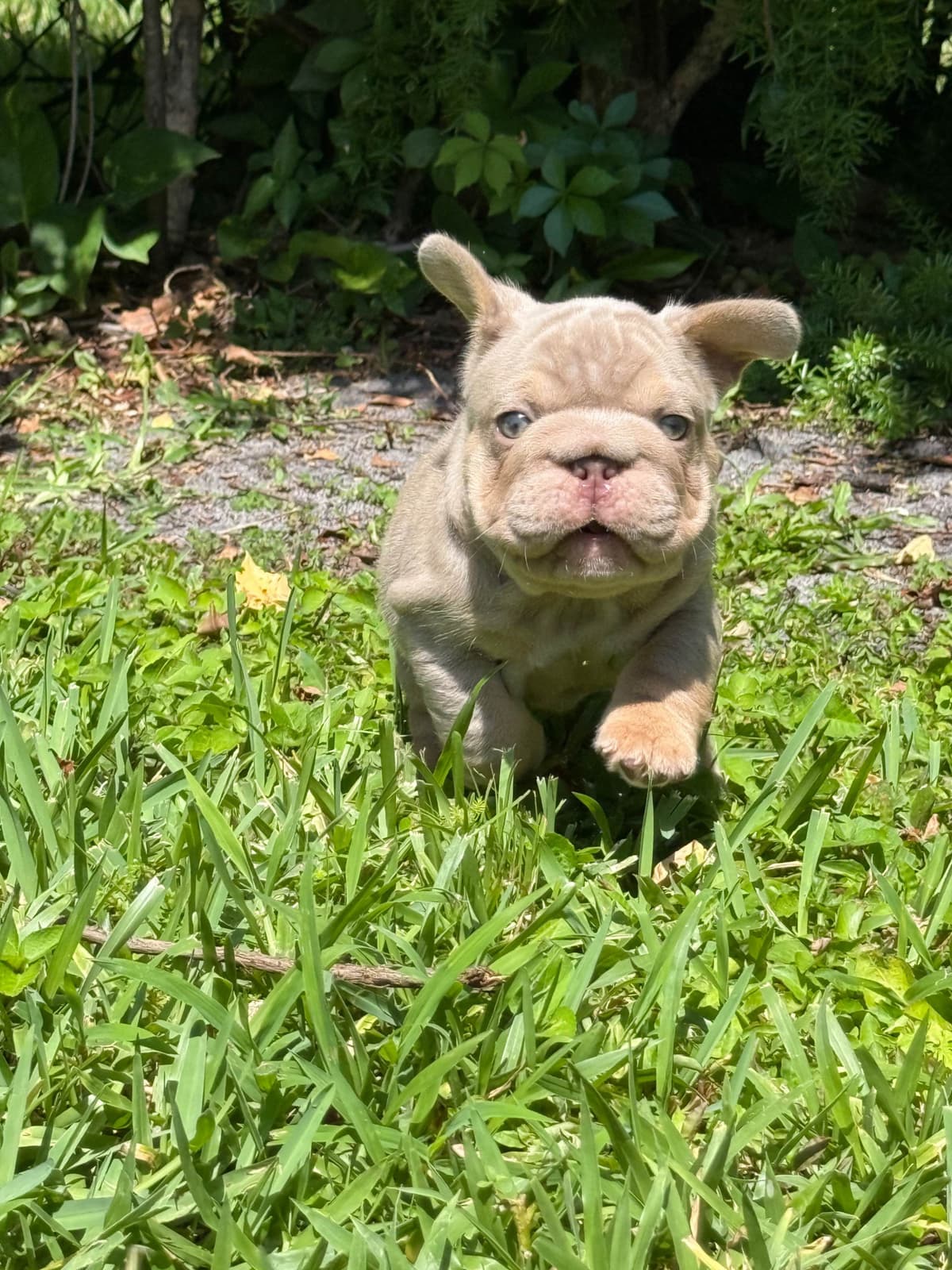 French bulldog puppies fluffy breeder image 11