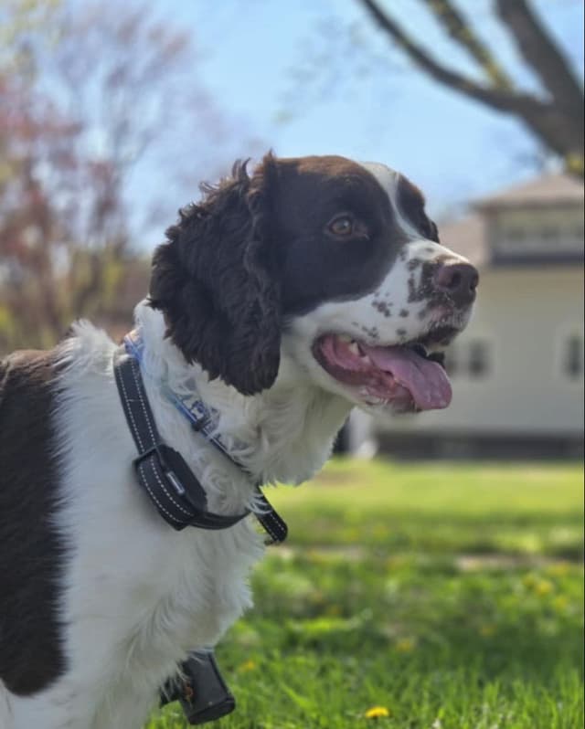 English Springer Spaniel Puppies media 3