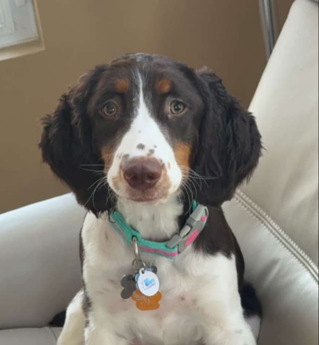 English Springer Spaniel Puppies media 2