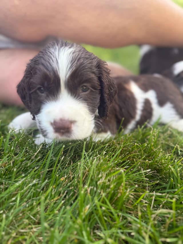 English Springer Spaniel Puppies media 5