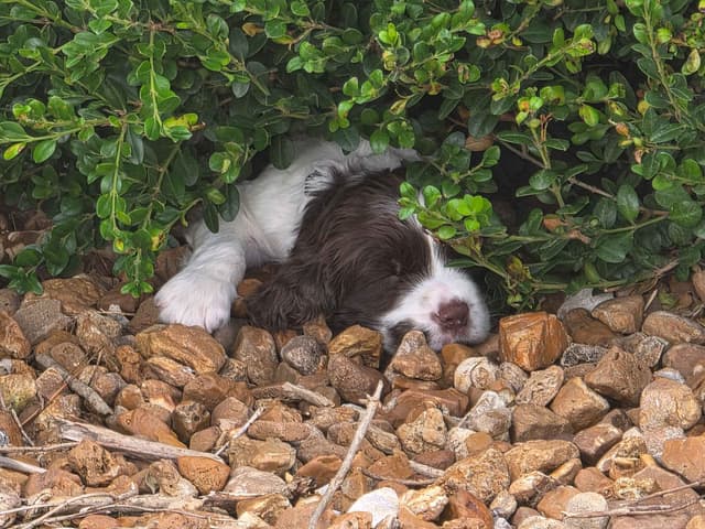 English Springer Spaniel Puppies media 4
