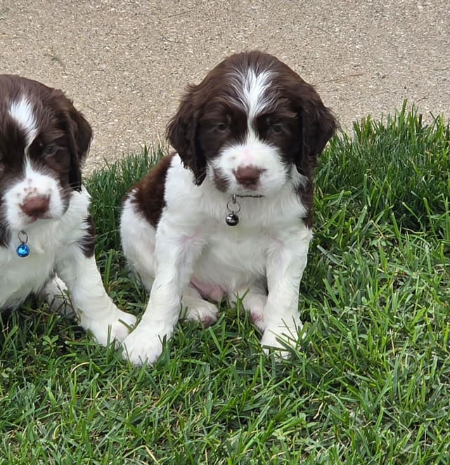 English Springer Spaniel Puppies media 6