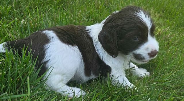 English Springer Spaniel Puppies media 7
