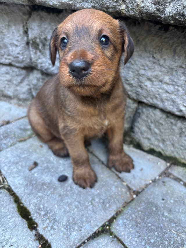 Irish Terrier Puppies- DOB 05/25/2026 media 5