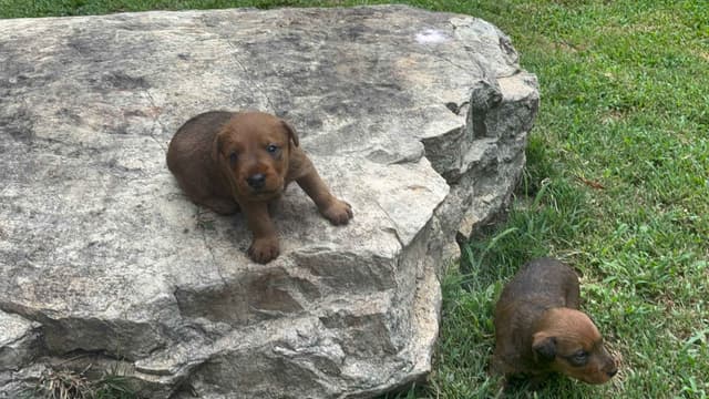 Irish Terrier Puppies- DOB 05/25/2026 media 2