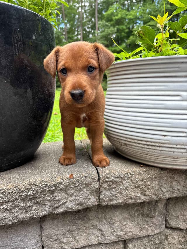 Irish Terrier Puppies- DOB 05/25/2026 media 8