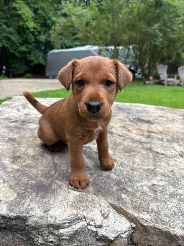 Irish Terrier Puppies- DOB 05/25/2026 media 9