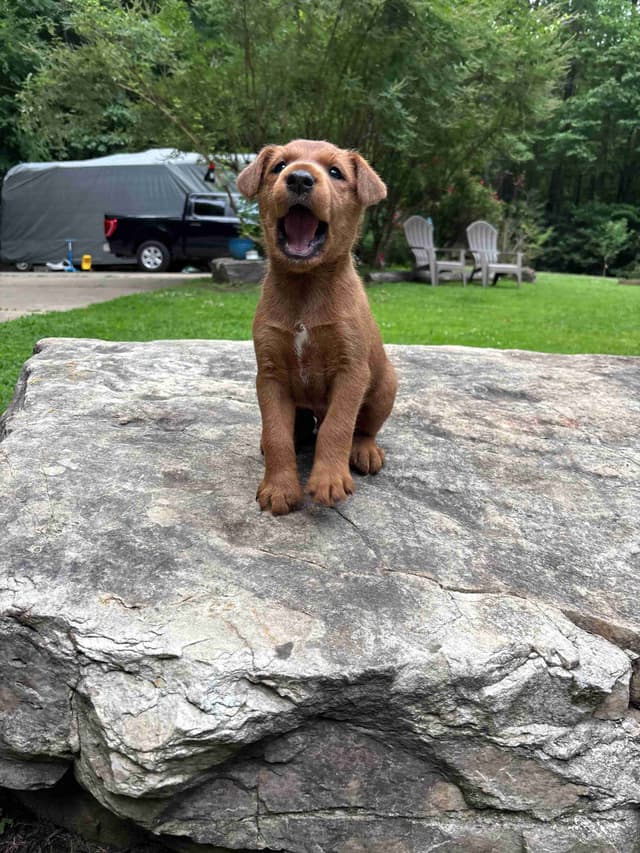 Irish Terrier Puppies- DOB 05/25/2026 media 10