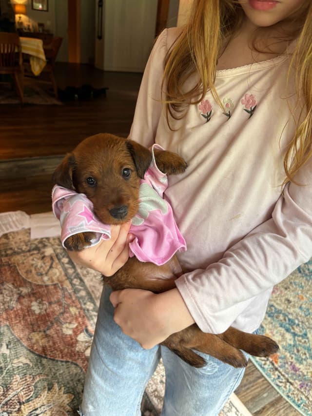 Irish Terrier Puppies- DOB 05/25/2026 media 6