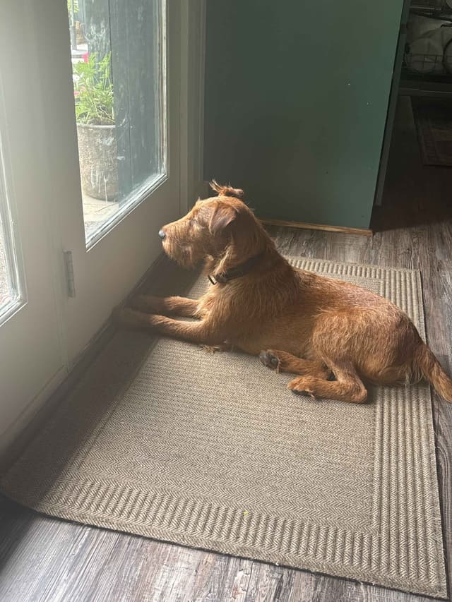Irish Terrier Puppies- DOB 05/25/2026 media 12