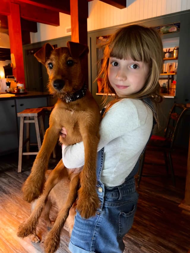 Irish Terrier Puppies- DOB 05/25/2026 media 13