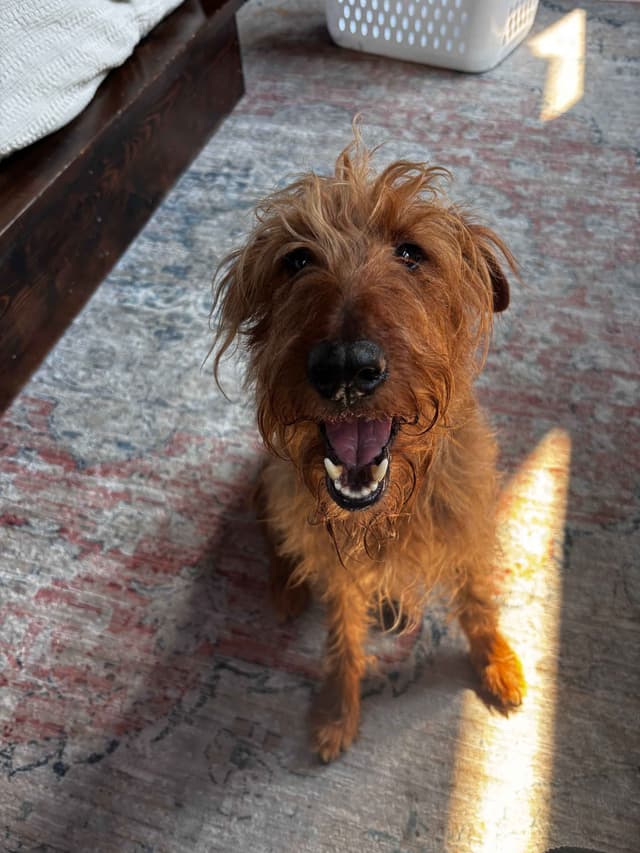 Irish Terrier Puppies- DOB 05/25/2026 media 15