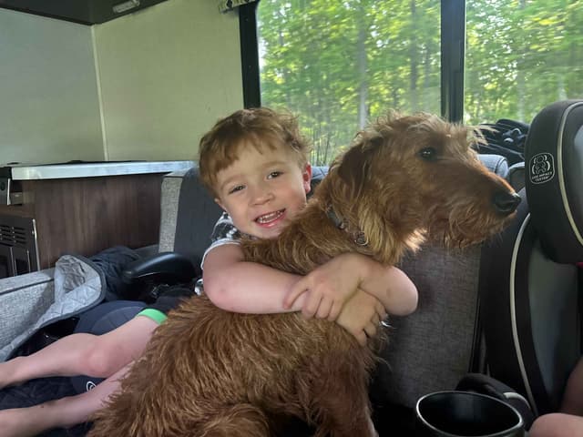 Irish Terrier Puppies- DOB 05/25/2026 media 16