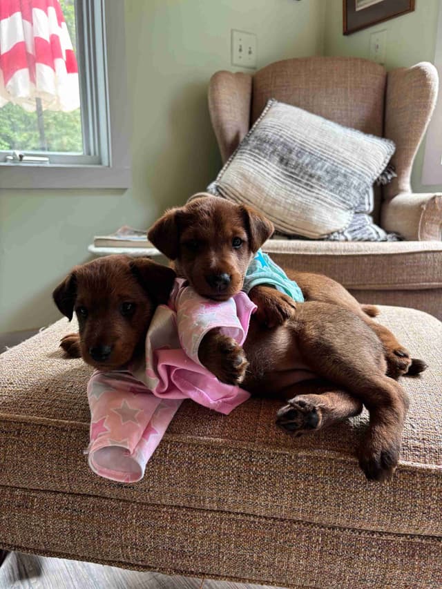 Irish Terrier Puppies- DOB 05/25/2026 media 3