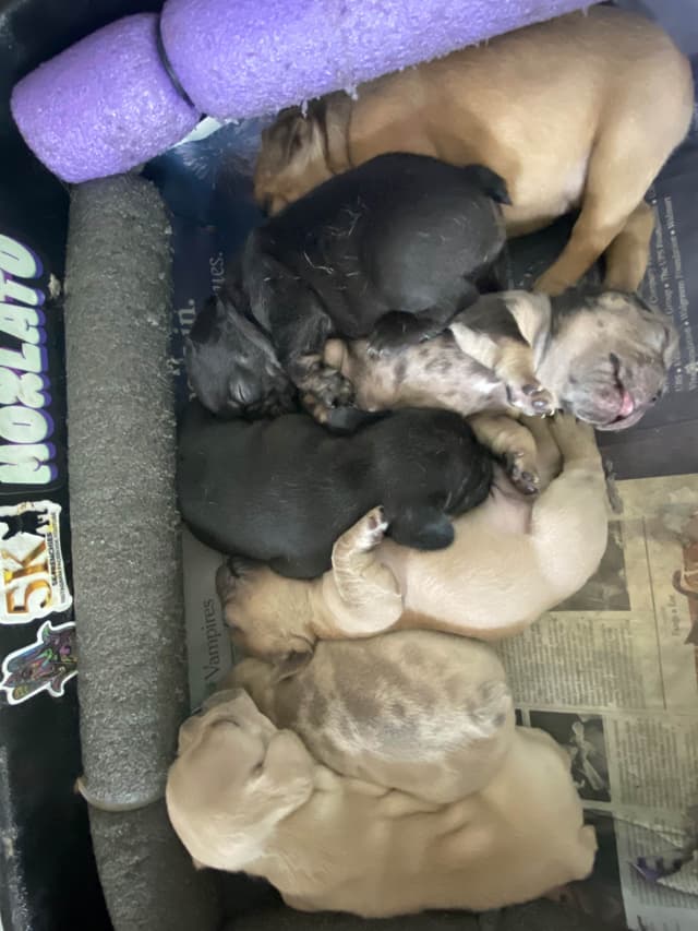 French Bulldog Puppies media 2