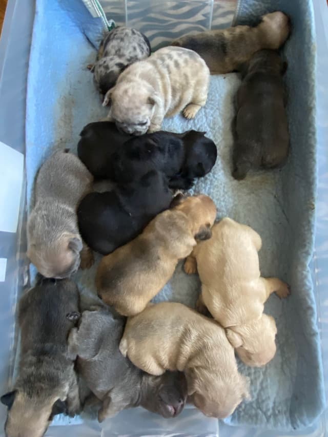 French Bulldog Puppies media 4