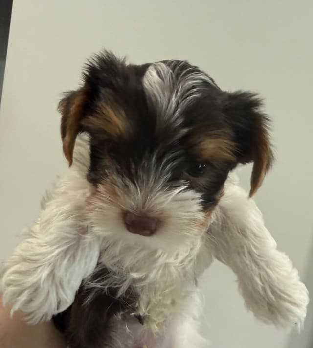 Yorkshire Terrier Puppies Parti Colors media 2