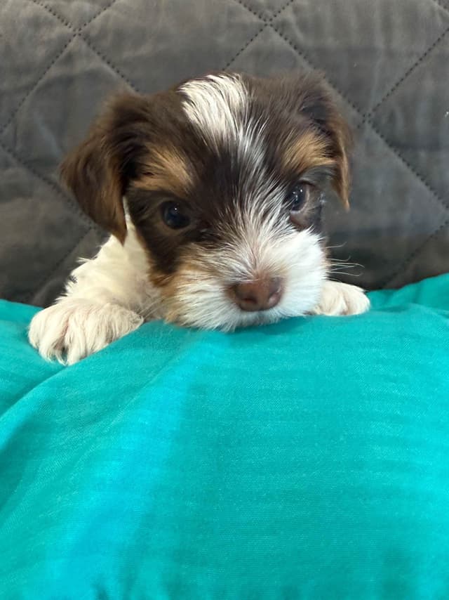 Yorkshire Terrier Puppies Parti Colors media 3