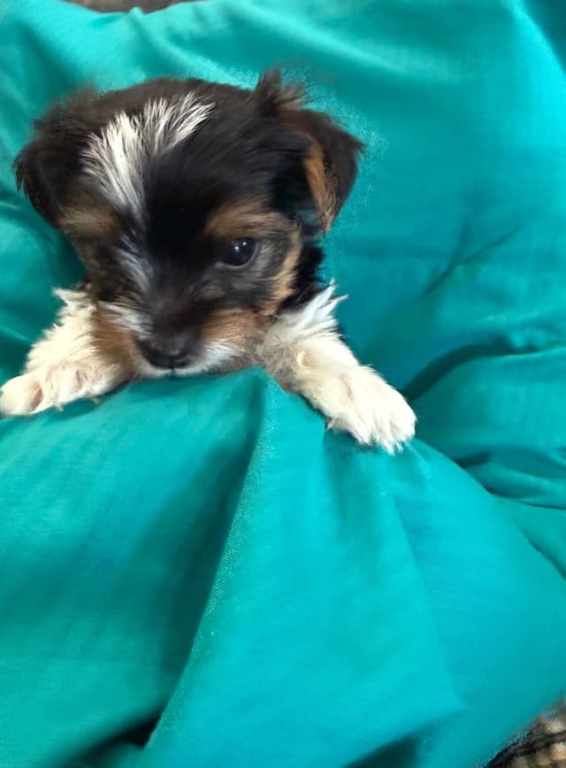 Yorkshire Terrier Puppies Parti Colors media 8