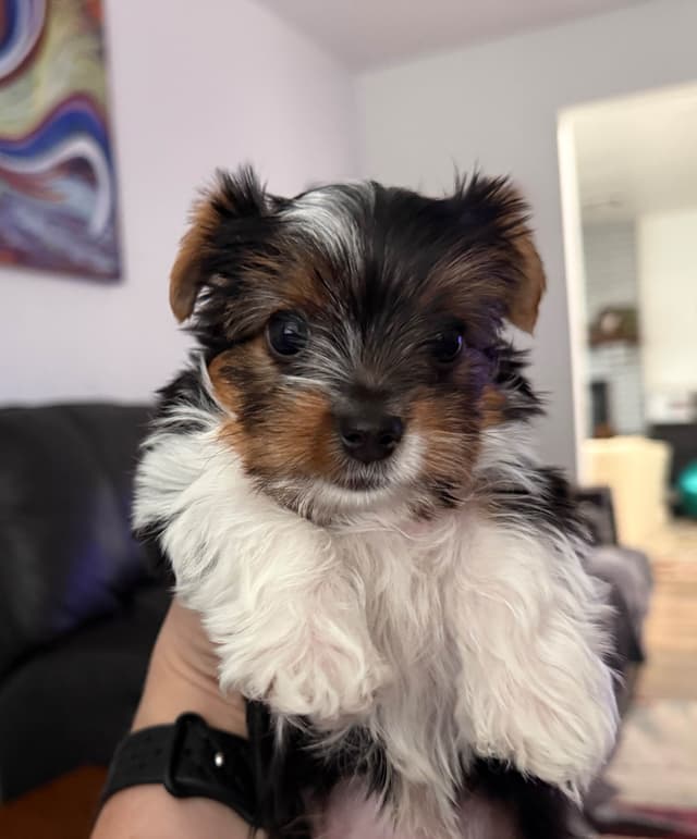 Yorkshire Terrier Puppies Parti Colors media 4