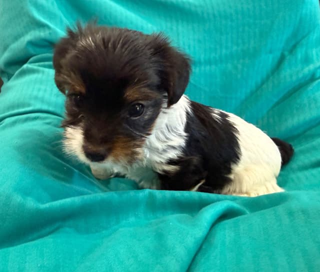 Yorkshire Terrier Puppies Parti Colors media 5