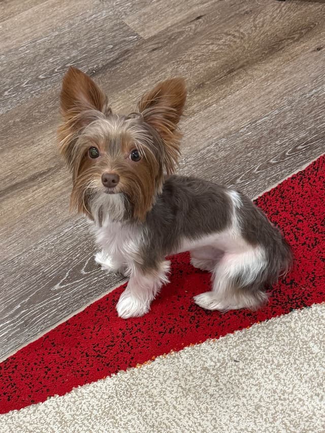 Yorkshire Terrier Puppies Parti Colors media 6
