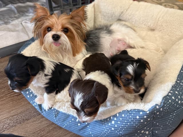 Yorkshire Terrier Puppies Parti Colors media 7