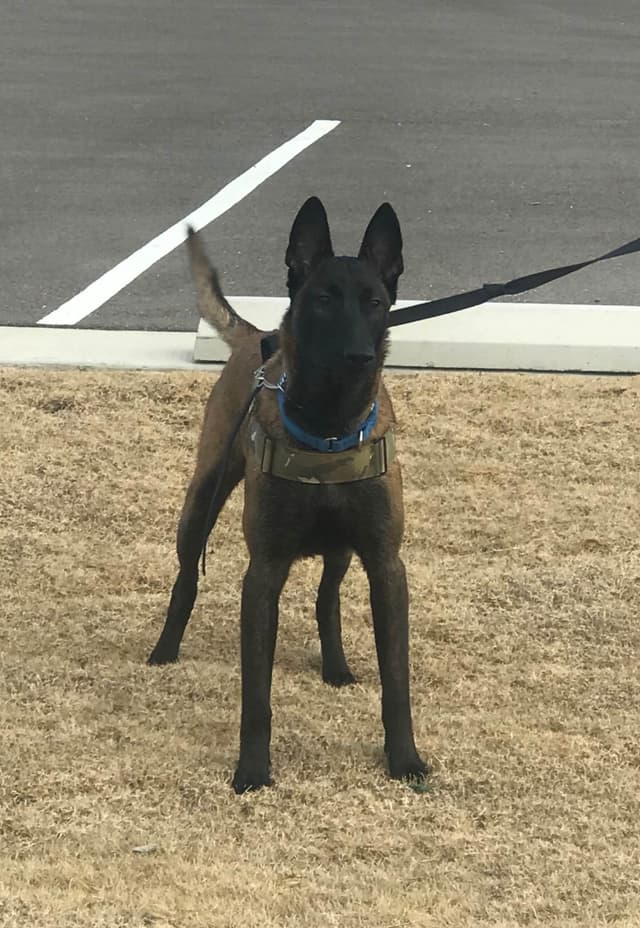 Belgian Malinois Puppies media 2