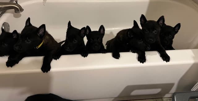 Belgian Malinois Puppies media 8