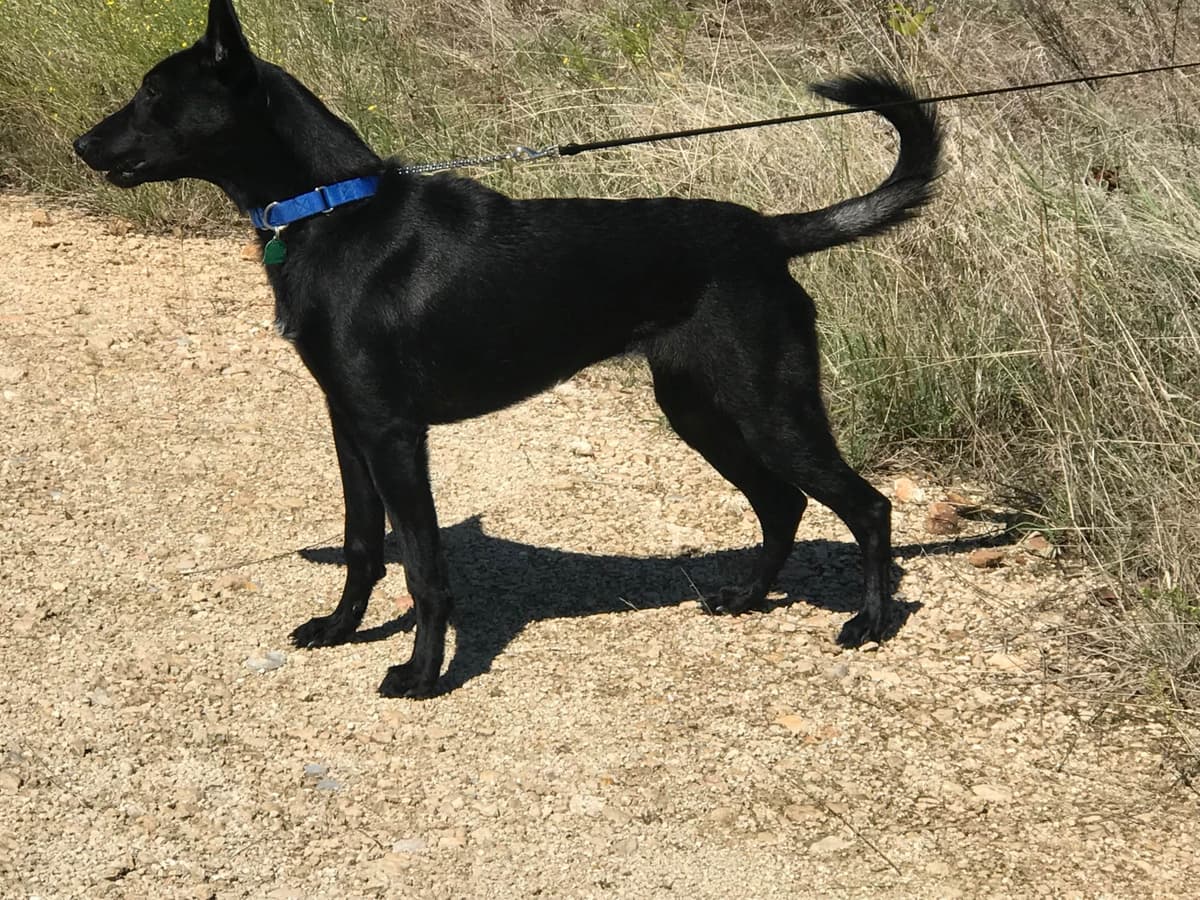Belgian Malinois Puppies breeder image 1