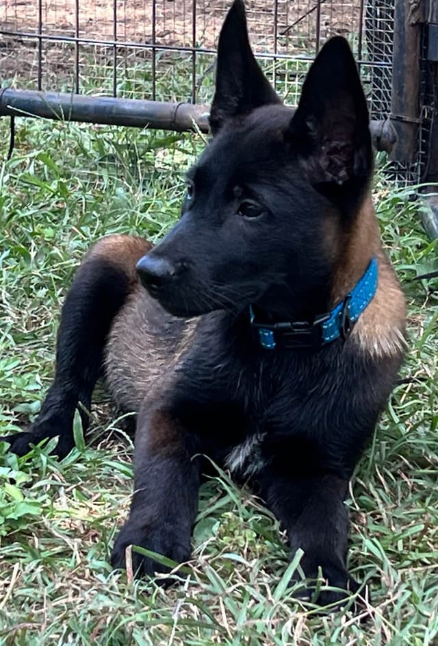 Belgian Malinois Puppies media 4