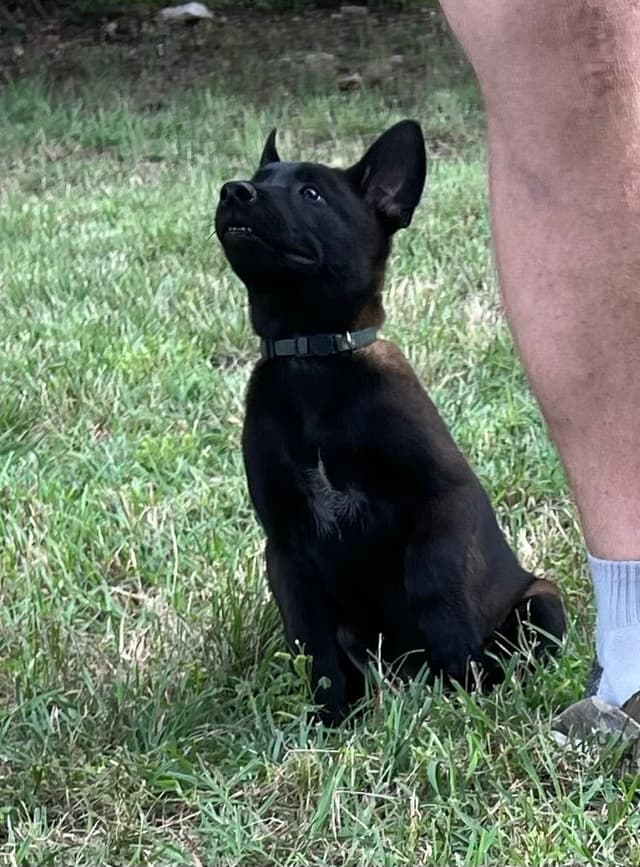Belgian Malinois Puppies media 6