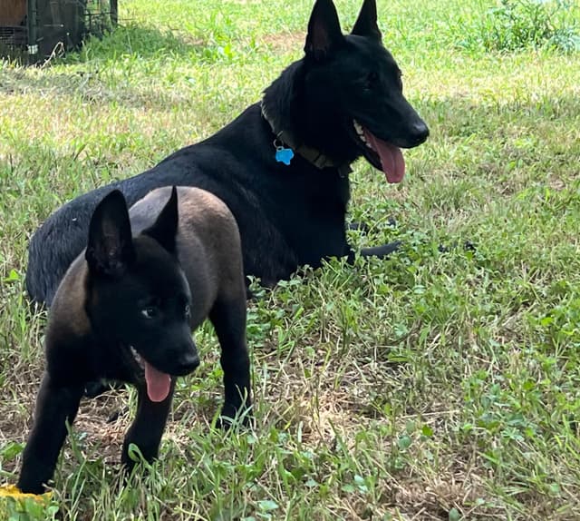 Belgian Malinois Puppies media 7