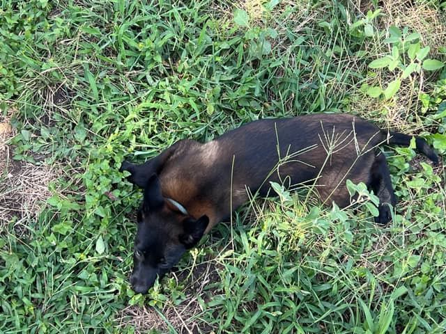Belgian Malinois Puppies media 5