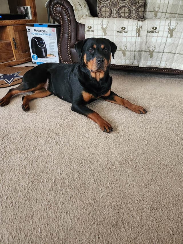 Rottweiler Puppies media 2