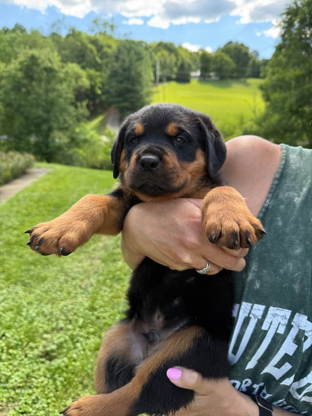 Rottweiler Puppies media 3