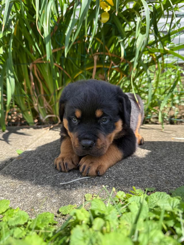 Rottweiler Puppies media 5